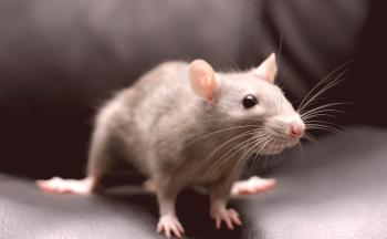 Rata gris: siempre al lado de una persona.