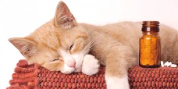 En las gatas preñadas, los gusanos: ¿qué hacer, cómo extraer qué dar y cómo pueden aburrirse?