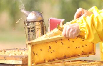 Skrb za čebele - videoposnetki in pravila hrambe