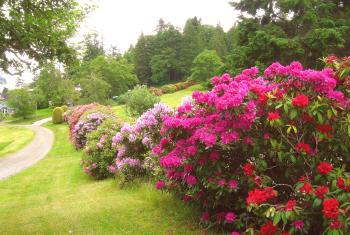 Plantaciones borrosas de rododendros en el jardín: especies y variedades, peculiaridades, condiciones para el cultivo. Fotos y videos sobre rododendros.