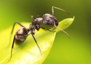 Kako se znebiti mravlje v mestu