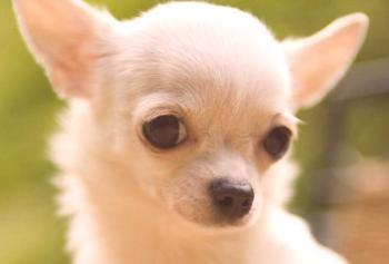 Perro Chihuahua: descripción de la raza, foto, personaje, video,