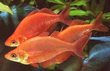 Aterina riba: sorte, opis, pogoji zadrževanja, reja