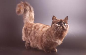 Manchkin - kratkodlaka mačka: opis in značaj pasme, nega