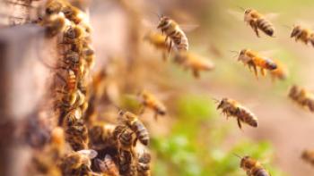 Koliko stane maternica in čebelje banda v Rusiji?