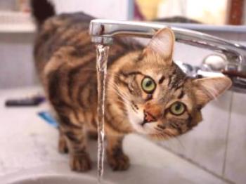 Mačka ne pije vode: kaj storiti, zakaj sploh ne piti ali ne, popolnoma opustiti vodo