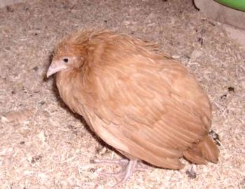 Bolezni piščancev pozimi in njihovo zdravljenje