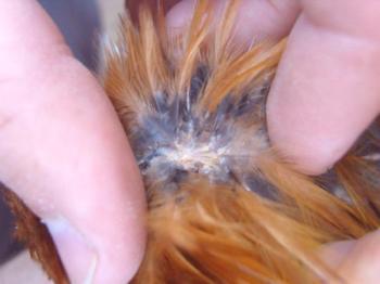 Ácaro del pollo: cómo deshacerse de las aves de los parásitos, características, tratamientos y fotos