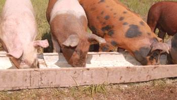 Alimentación de cerdos: 12 consejos útiles.