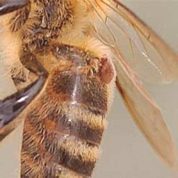 Tratamiento de las abejas: de la varroatosis: métodos de lucha, prevención.