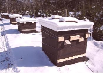 ¿Por qué las abejas vuelan de la colmena en invierno?