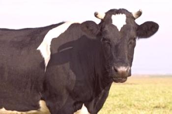 Síntomas y tratamiento de la acidosis en vacas.