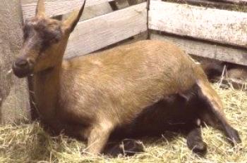 Cómo alimentar a la cabra antes y durante el embarazo.
