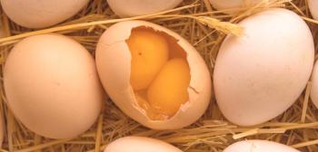 Huevos de gallina de dos huevos: por qué aparecen y qué hacer con ellos