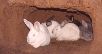 Manteniendo conejos en la fosa, condición del suelo.