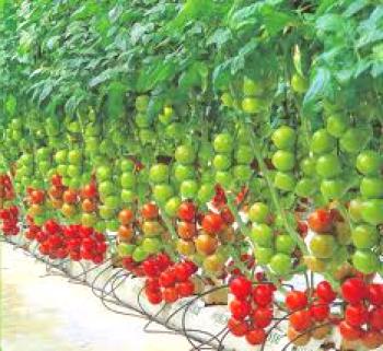 Cultivo de tomates en hidroponía.