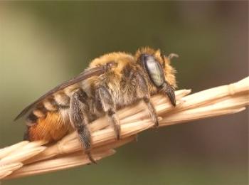 Abejas silvestres: especies, colección de miel y video.
