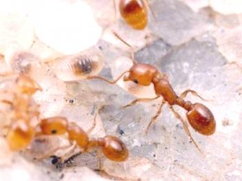 Как да се отървем от рудни мравки в апартамент