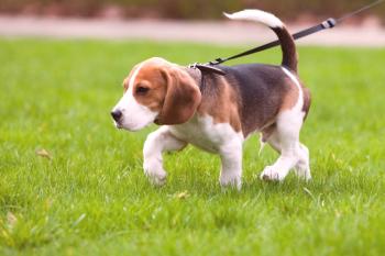 Aprenda cómo enseñar a un perro a la correa y el collar - consejos para cualquier edad