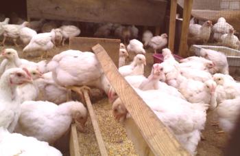 Métodos de tratamiento y prevención de la coccidiosis en pollos de engorde.