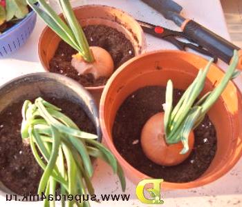 Cómo cultivar cebollas en el alféizar de una ventana.