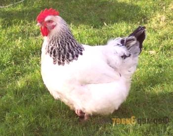 Adlerjeva srebrna pasma piščancev: značilnosti, zadrževanje in nega