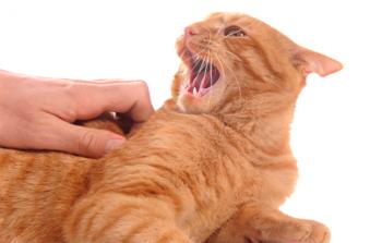 Zakaj mačka ugrize, ko jo potegneš: razloge in kako se norca