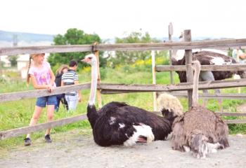 Nojska kmetija v Simferopolu in Kerch: opis in način delovanja