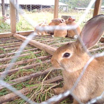Retención de conejos en aviarios: construcción y equipamiento.