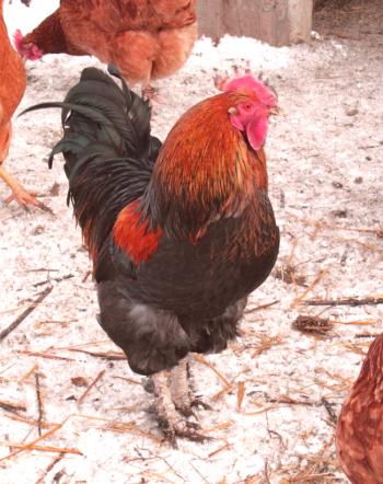 Pollos en invierno: características del contenido.