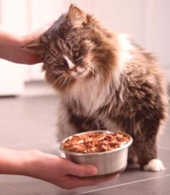 Qué alimentar a una gata embarazada: cómo elegir el alimento, las vitaminas y qué más necesita
