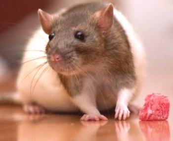 Contamos cuántos años viven las ratas domésticas. ¿Cómo cuidarlos?