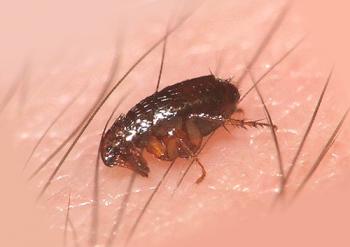 ¿Cuáles son las pulgas peligrosas para una persona?