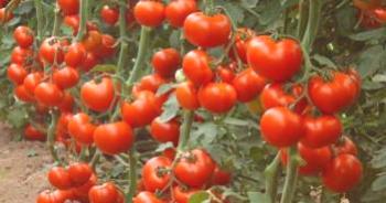 Cultivo de tomates en invernadero de policarbonato, plantación.