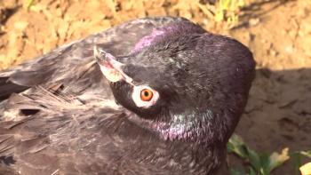 Vertika pri golobih: značilnost bolezni, značilnosti in metode zdravljenja