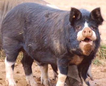 Berkshire порода свине: снимка и описание