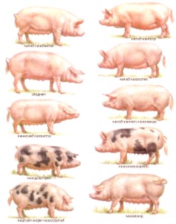 ¿Qué razas de cerdos se reproducen en la región de Volgogrado?