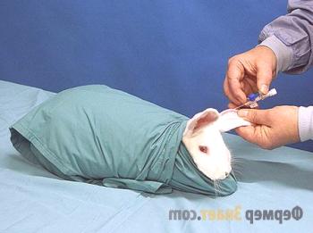 Vacunación y vacunación de conejos: la base del cuidado complejo.