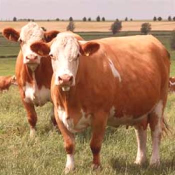 Simmentalna pasma krav: opis in značilnosti