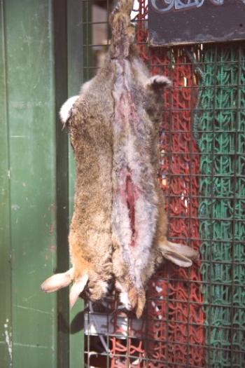 Matanza de conejos en casa: destacados