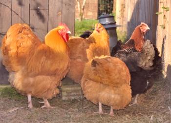 Raza de pollos de Orpington: foto y descripción, descripción