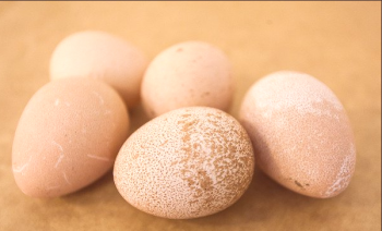 Propiedades útiles de los huevos de cuy y aplicación.