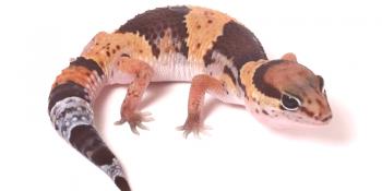 Afriški zguban gecko (Hemitheconyx caudicinctus)