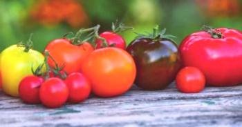 Tomates para invernadero de policarbonato: las mejores variedades, opiniones.