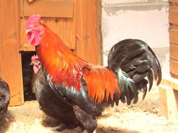 Una visión general de la raza de pollos Maran: características, especies, características y fotos