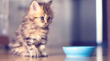 Храна за котки Royal Canin (Royal Canin) - мнения и съвети от ветеринарните лекари