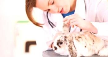 Mitos en conejos: ¿Se puede comer carne, instrucciones sobre cómo usar la vacuna?