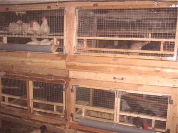 Características de mantenimiento y cuidado al cultivar pollos en jaulas.