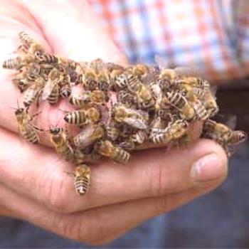 Kernika ali Krastinsky čebele: njihova značilnost, fotografija