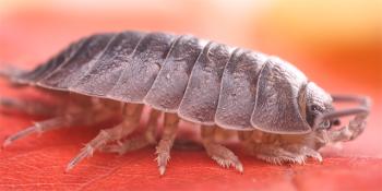 Мокрица: снимка и подробно описание на насекомото